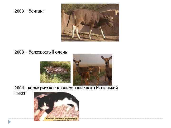 2003 – бентанг 2003 – белохвостый олень 2004 - коммерческое клонирование кота Маленький Никки