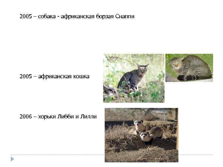 2005 – собака - африканская борзая Снаппи 2005 – африканская кошка 2006 – хорьки