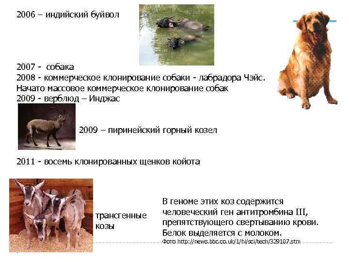 2006 – индийский буйвол 2007 - собака 2008 - коммерческое клонирование собаки - лабрадора