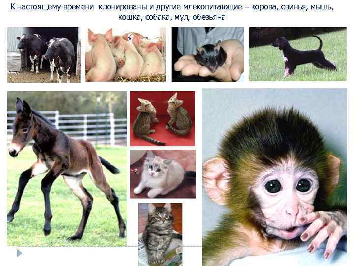 К настоящему времени клонированы и другие млекопитающие – корова, свинья, мышь, кошка, собака, мул,