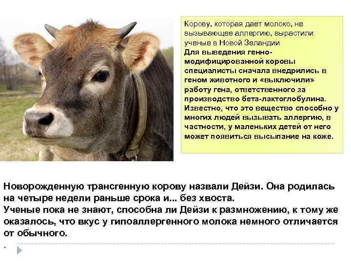 Корову, которая дает молоко, не вызывающее аллергию, вырастили ученые в Новой Зеландии Для выведения