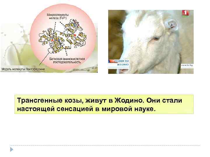 Трансгенные козы, живут в Жодино. Они стали настоящей сенсацией в мировой науке. 