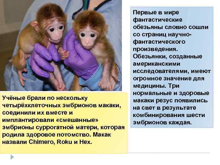 Учёные брали по нескольку четырёхклеточных эмбрионов макаки, соединили их вместе и имплантировали «смешанные» эмбрионы