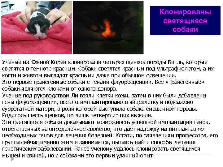 Клонированы светящиеся собаки Ученые из Южной Кореи клонировали четырех щенков породы Бигль, которые светятся