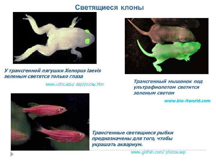 У трансгенной лягушки Xenopus laevis зеленым светятся только глаза www. uchc. edu/ dsp/plucky. htm
