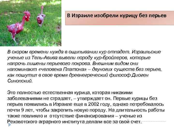 В Израиле изобрели курицу без перьев В скором времени нужда в ощипывании кур отпадет.