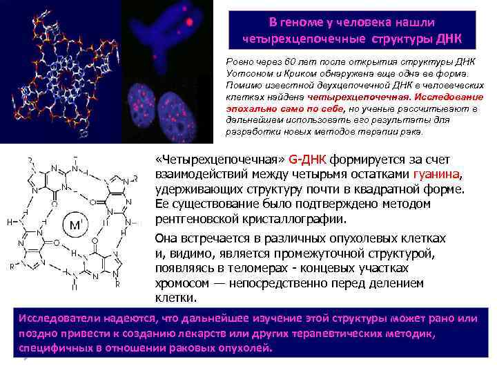 В геноме у человека нашли четырехцепочечные структуры ДНК Ровно через 60 лет после открытия