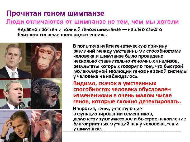 Прочитан геном шимпанзе Люди отличаются от шимпанзе не тем, чем мы хотели Недавно прочтен
