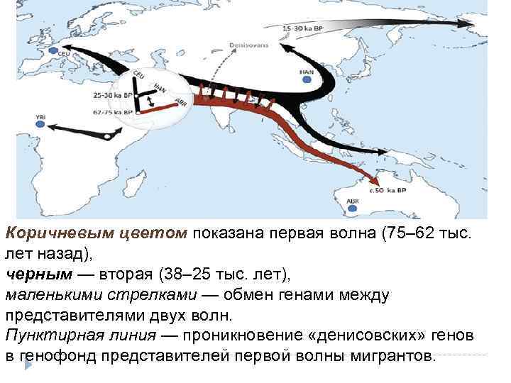Коричневым цветом показана первая волна (75– 62 тыс. лет назад), черным — вторая (38–
