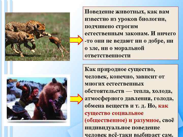 Поведение животных, как вам известно из уроков биологии, подчинено строгим естественным законам. И ничего