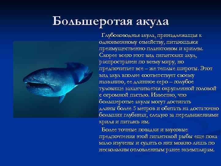 Большеротая акула Глубоководная акула, принадлежащая к одноименному семейству, питающаяся преимущественно планктоном и крилем. Скорее