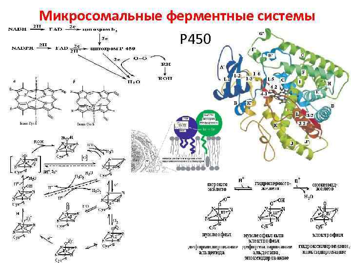 Система р. Микросомальная система реакции. Система монооксигеназная ЭПР. Микросомальная ферментная система. Микросомальные монооксигеназы реакции.