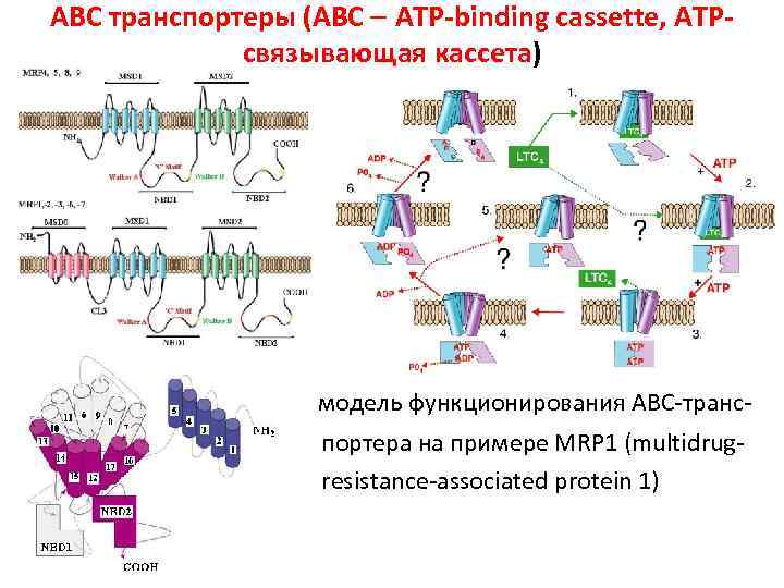 АВС транспортеры (ABC ATP-binding cassette, АТРсвязывающая кассета) модель функционирования АВС-транспортера на примере MRP 1