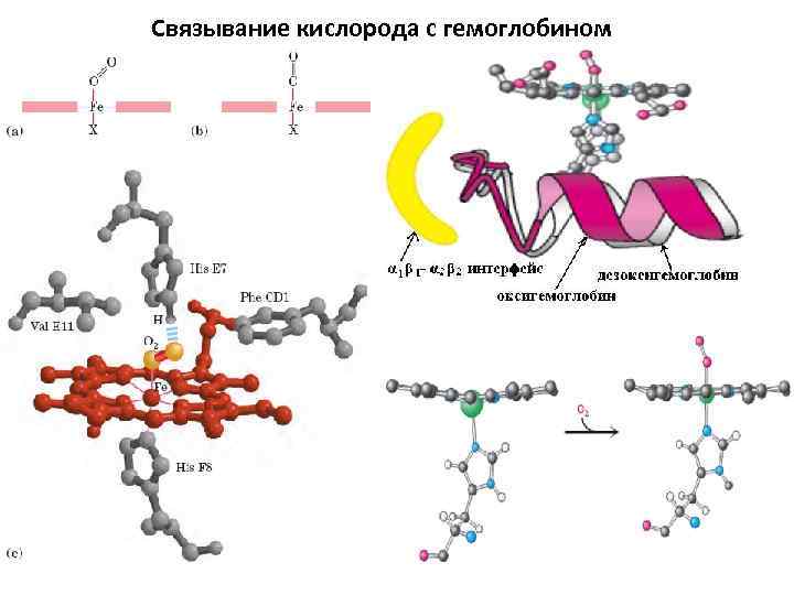 Связывание кислорода с гемоглобином 