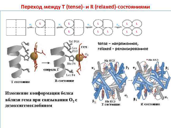 Переход между Т (tense)- и R (relaxed)-состояниями tense − напряженное, relaxed − релаксированное Изменение