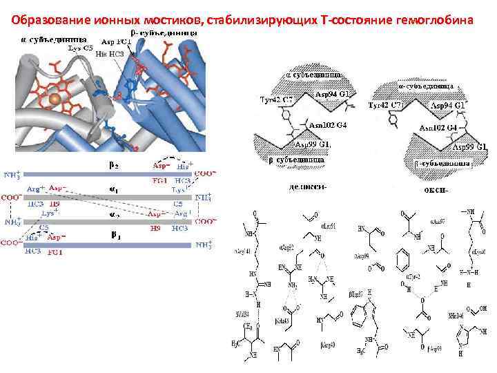 Образование ионных мостиков, стабилизирующих Т-состояние гемоглобина 