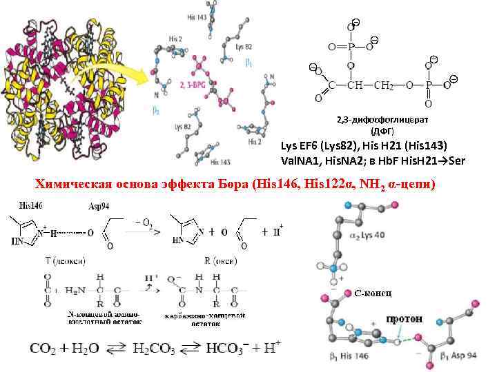 С 2, 3 -дифосфоглицерат (ДФГ) Lys EF 6 (Lys 82), His H 21 (His