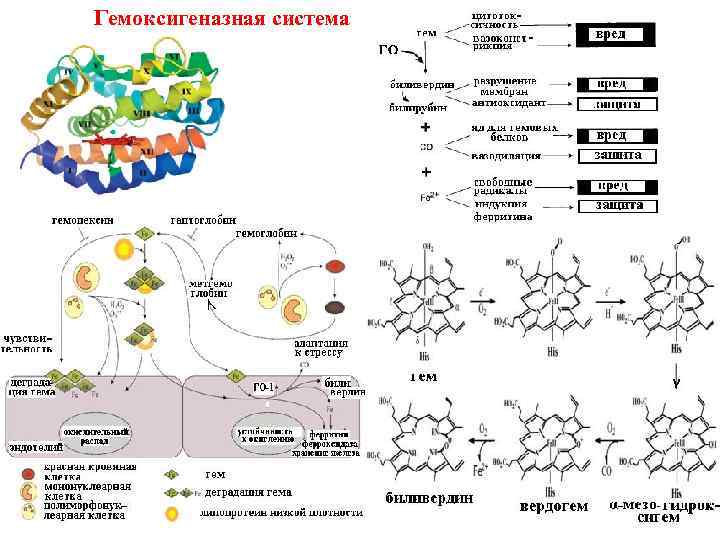Гемоксигеназная система 