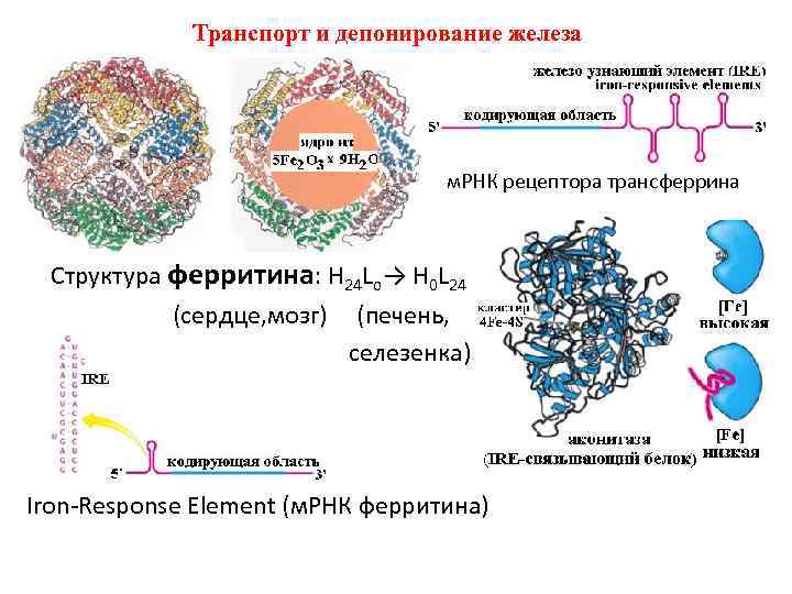 Схема движения железа в депо с участием транспортных белков