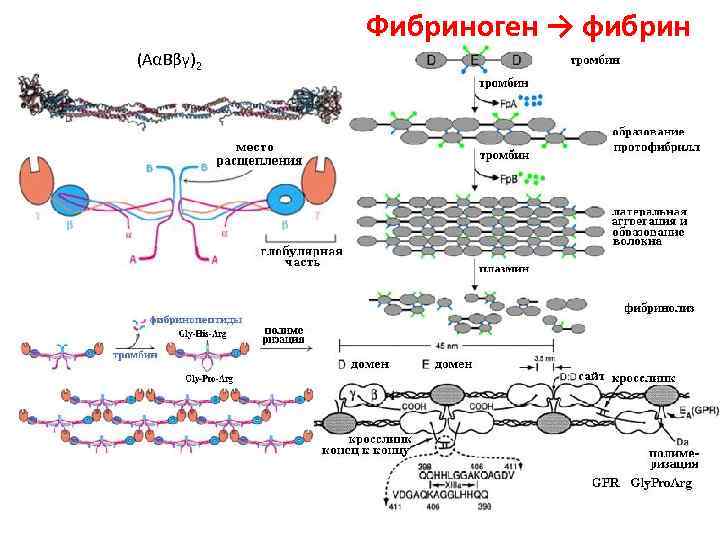 Белок фибриноген. Белок фибрин функция. Строение фибриногена биохимия. Фибрин структура.