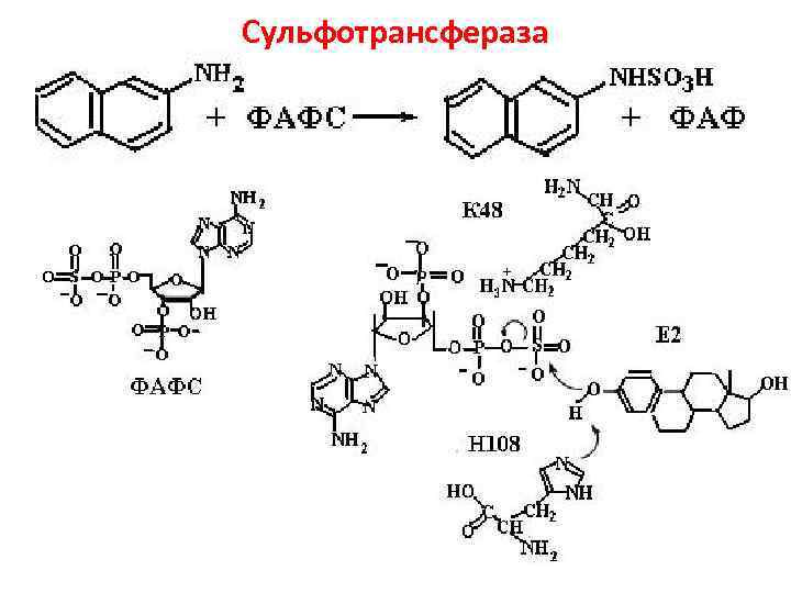 Сульфотрансфераза 