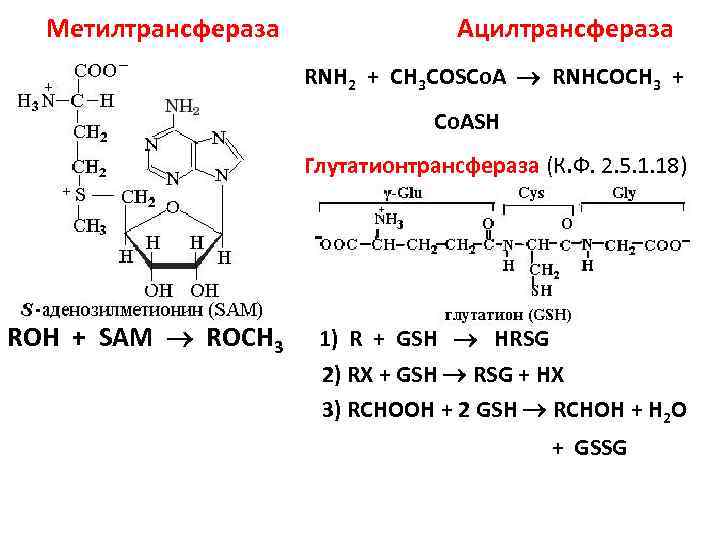 Метилтрансфераза Ацилтрансфераза RNH 2 + CH 3 COSCo. A RNHCOCH 3 + Co. ASH