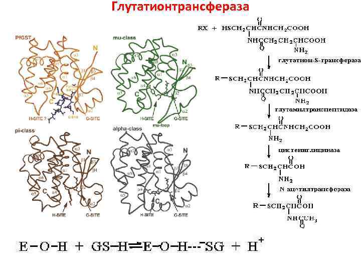 Глутатионтрансфераза 