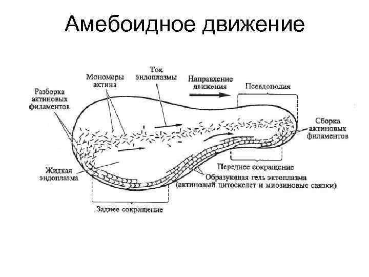 Амебоидное движение. Амебоидное передвижение характерно для. Амебоидное движение характерно для клеток. Амебоидное движение среда обитания. Механизм амебоидного движения.