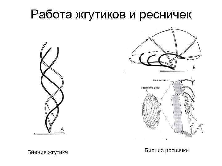 Работа жгутиков и ресничек Биение жгутика Биение реснички 