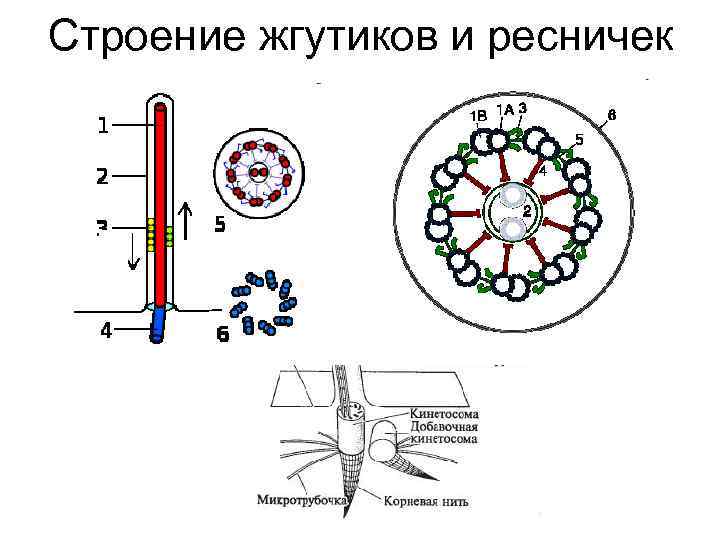 Строение жгутика эукариот