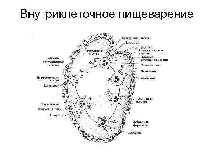 Внутриклеточное пищеварение картинки