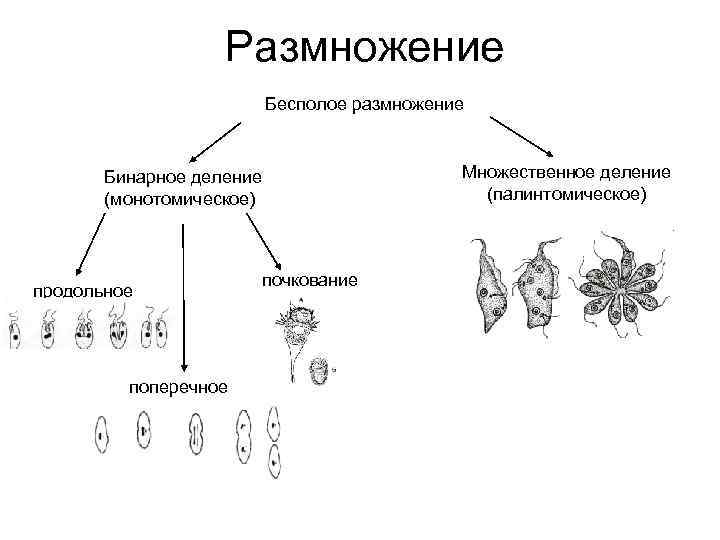 Схема форм размножения