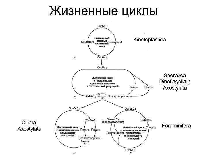 Жизненные циклы Kinetoplastida Sporozoa Dinoflagellata Axostylata Ciliata Axostylata Foraminifera 