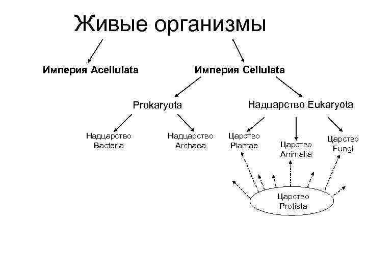 Надцарство организмов