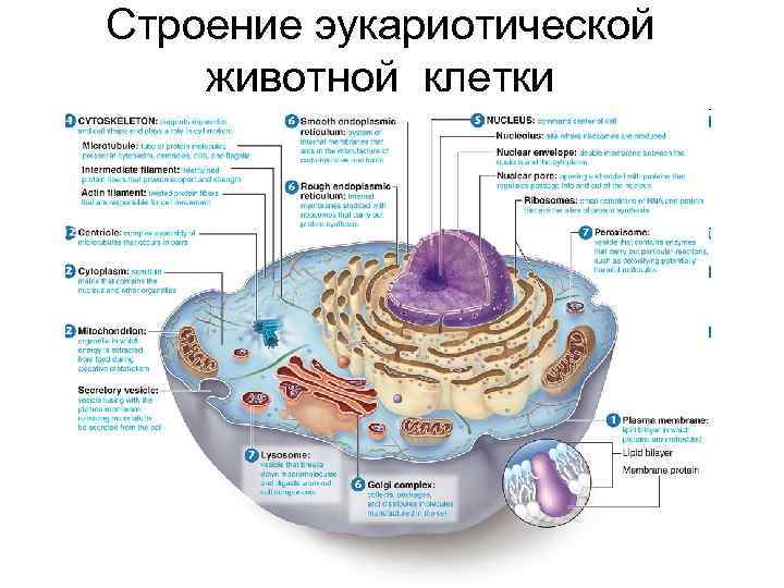Строение эукариотической животной клетки 