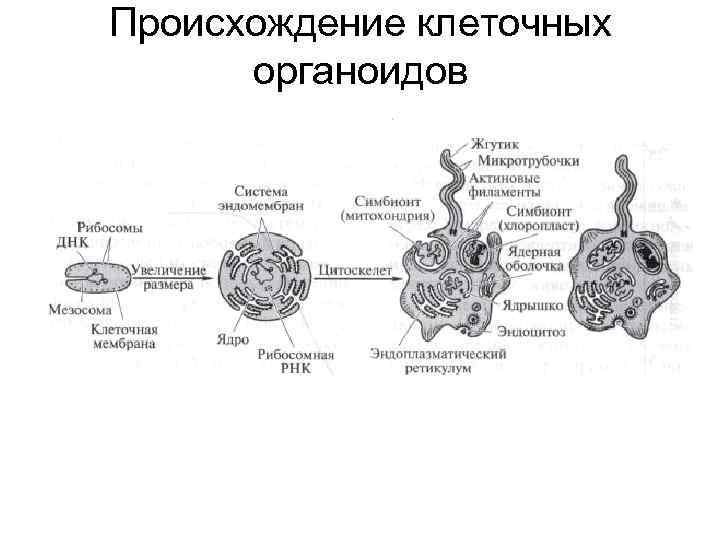 Единство происхождения клеточных организмов