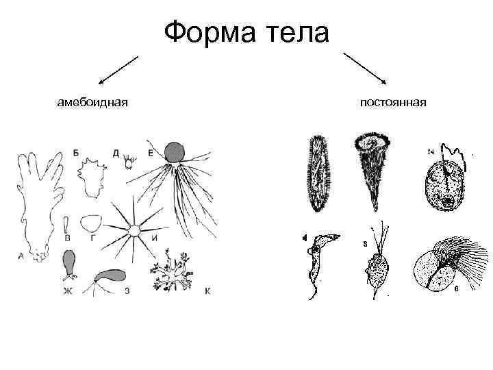 Форма тела постоянная