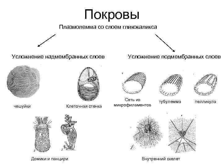 Картинка одноклеточные организмы