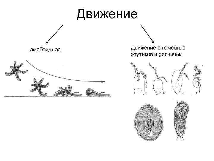 Движения характерные для животных. Движение с помощью жгутиков и ресничек. Амебоидный Тип движения. Перемещение с помощью жгутиков и ресничек. Амебоидный Тип передвижения животных.