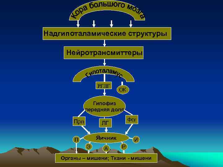 Надгипоталамические структуры Нейротрансмиттеры РГЛГ ОК Гипофиз передняя доля Прл Фсг ЛГ Яичник П Э