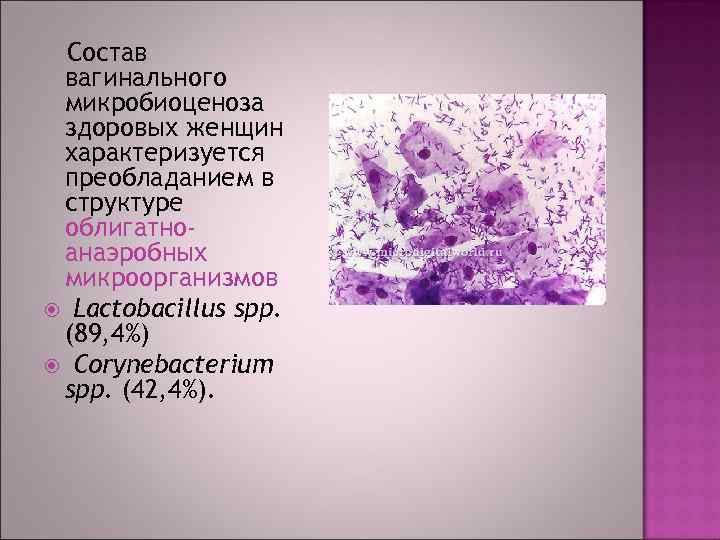 Состав вагинального микробиоценоза здоровых женщин характеризуется преобладанием в структуре облигатноанаэробных микроорганизмов Lactobacillus spp. (89,