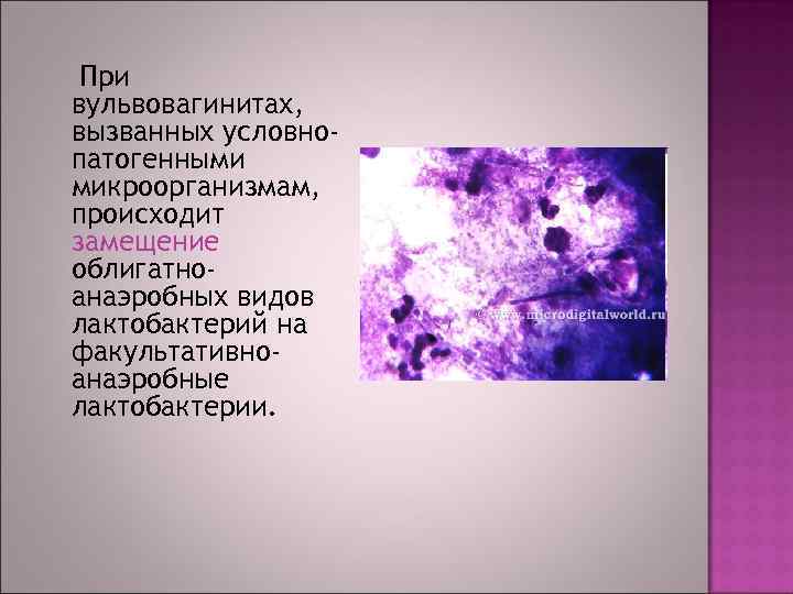  При вульвовагинитах, вызванных условнопатогенными микроорганизмам, происходит замещение облигатноанаэробных видов лактобактерий на факультативноанаэробные лактобактерии.