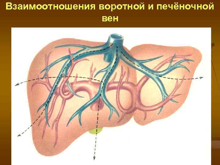 Взаимоотношения воротной и печёночной вен 