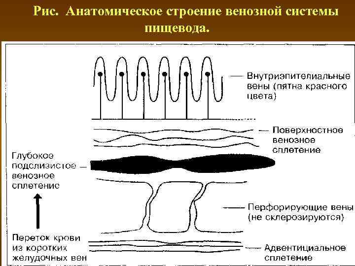 Рис. Анатомическое строение венозной системы пищевода. 