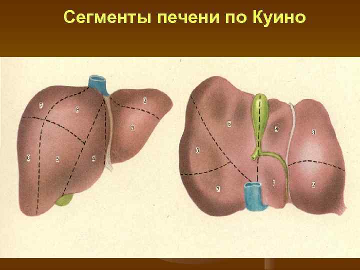 Сегменты печени по Куино 