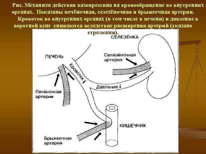 Рис. Механизм действия вазопрессина на кровообращение во внутренних органах. Показаны печёночная, селезёночная и брыжеечная
