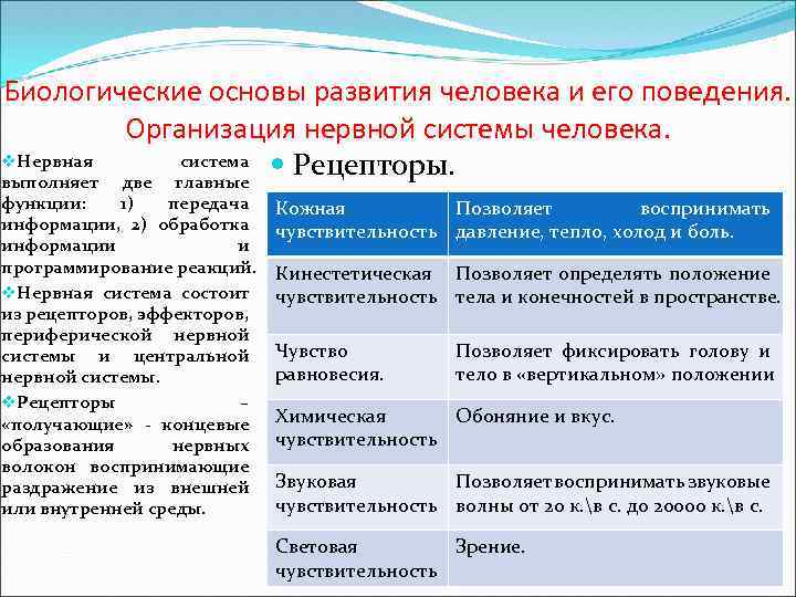 Развивает основа. Биологические основы поведения. Биологические основы развития ребенка. Биологические основы развития ребенка кратко. Основы поведения человека.