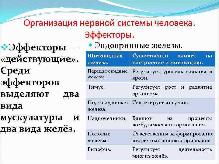 Организация нервной системы человека. Эффекторы. v. Эффекторы – Эндокринные железы. влияет «действующие» . Щитовидная