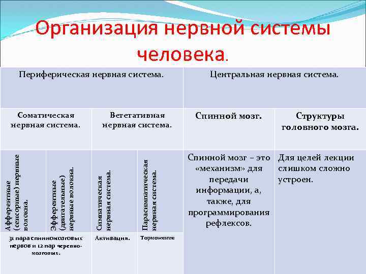 Организация нервной системы человека. Периферическая нервная система. Парасимпатическая нервная система. 31 пара спинномозговых нервов