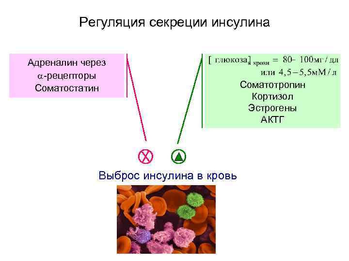  Регуляция секреции инсулина Адреналин через -рецепторы Соматостатин Соматотропин Кортизол Эстрогены АКТГ Выброс инсулина